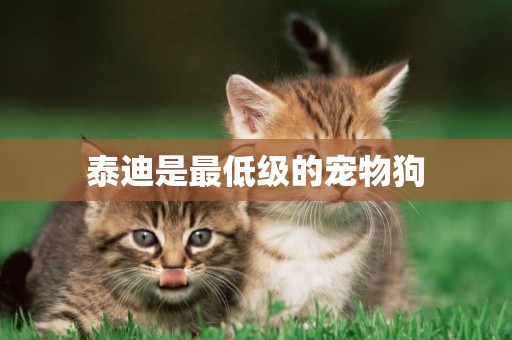 泰迪是最低級的寵物狗