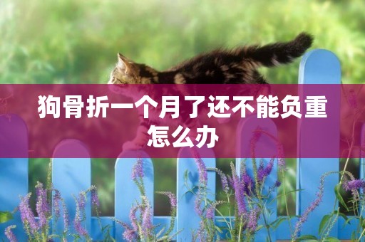 狗骨折一個月了還不能負重怎么辦