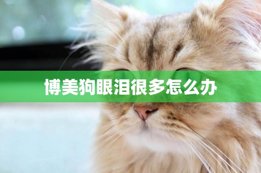 博美狗眼淚很多怎么辦