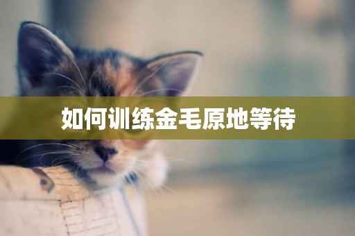 如何訓練金毛原地等待