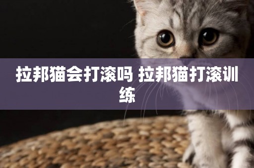 拉邦貓會打滾嗎 拉邦貓打滾訓練