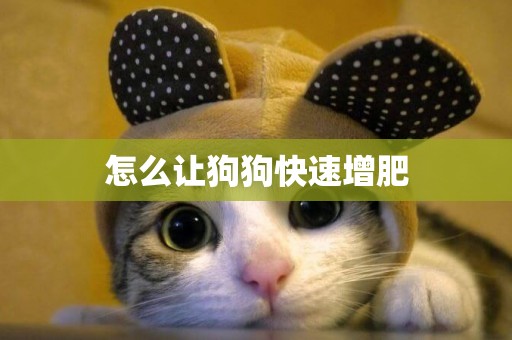 怎么讓狗狗快速增肥