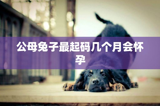 公母兔子最起碼幾個月會懷孕
