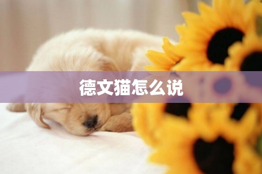 德文貓怎么說
