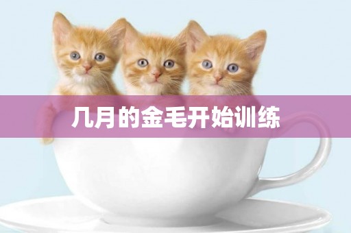 幾月的金毛開始訓練