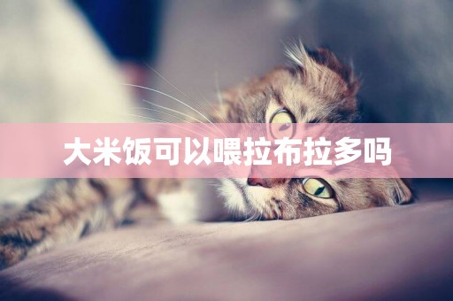 大米飯可以喂拉布拉多嗎