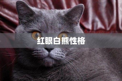 紅眼白熊性格