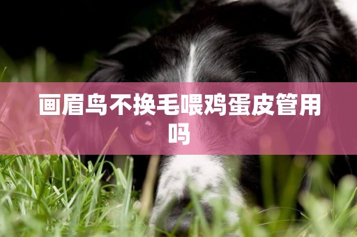 畫眉鳥不換毛喂雞蛋皮管用嗎