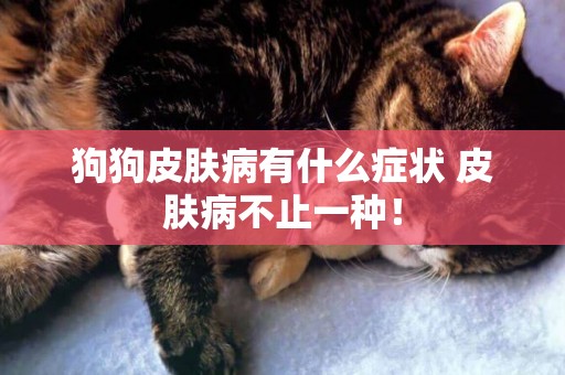 狗狗皮膚病有什么癥狀 皮膚病不止一種！