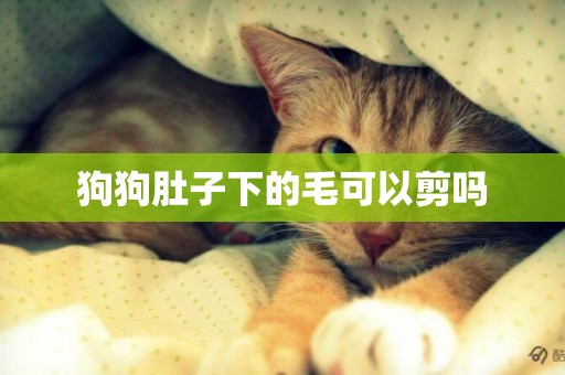 狗狗肚子下的毛可以剪嗎