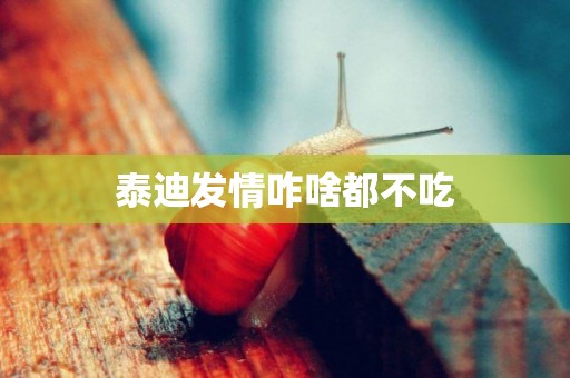 泰迪發情咋啥都不吃