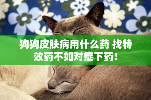 狗狗皮膚病用什么藥 找特效藥不如對癥下藥! 狗狗皮膚病用什么藥 找特效藥不如對癥下藥!