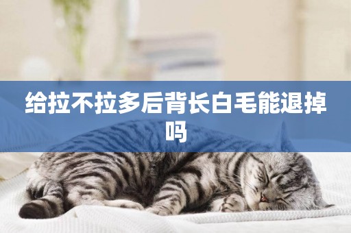 給拉不拉多后背長白毛能退掉嗎