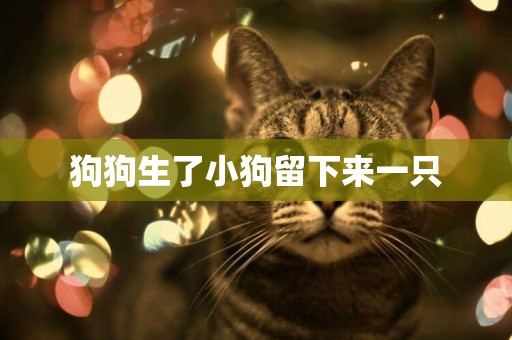 狗狗生了小狗留下來一只
