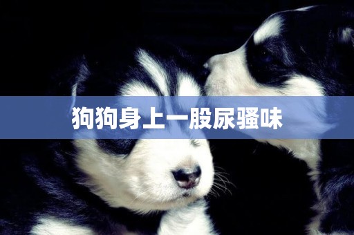 狗狗身上一股尿騷味