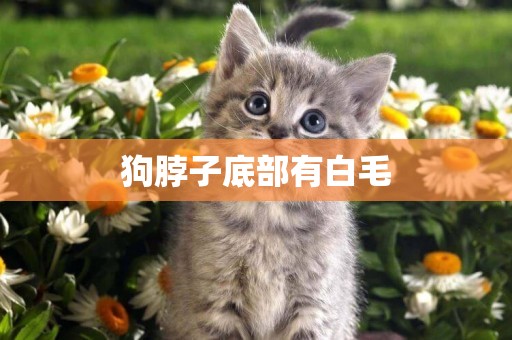 狗脖子底部有白毛