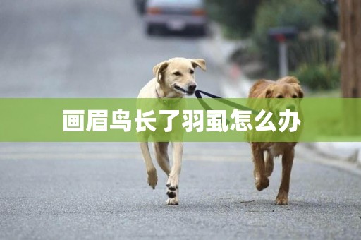 畫眉鳥長了羽虱怎么辦