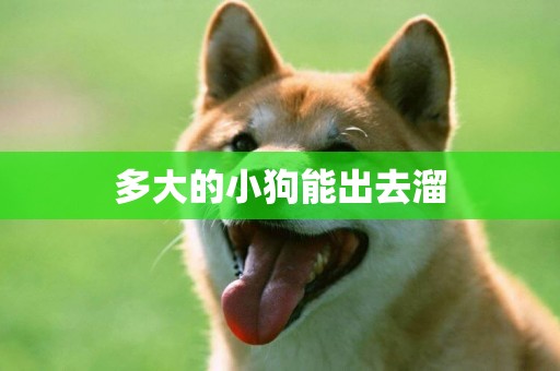 多大的小狗能出去溜