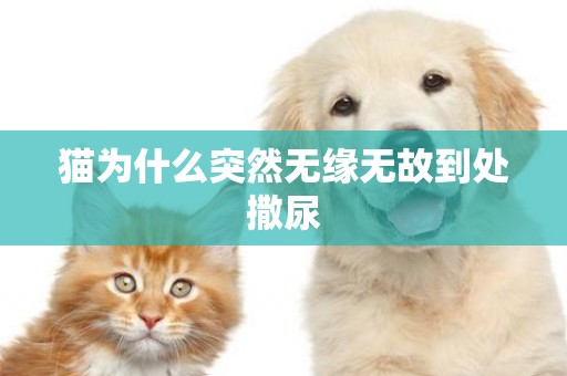 貓為什么突然無緣無故到處撒尿