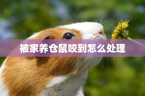 被家養倉鼠咬到怎么處理