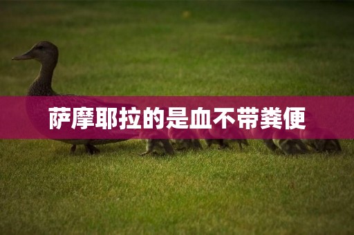 薩摩耶拉的是血不帶糞便