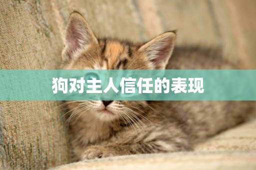 狗對主人信任的表現