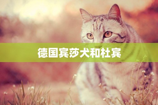 德國賓莎犬和杜賓