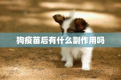 狗疫苗后有什么副作用嗎