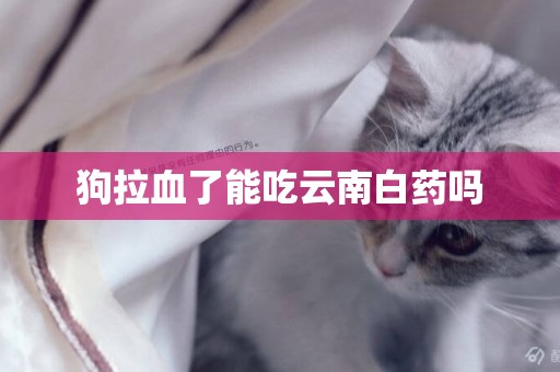 狗拉血了能吃云南白藥嗎