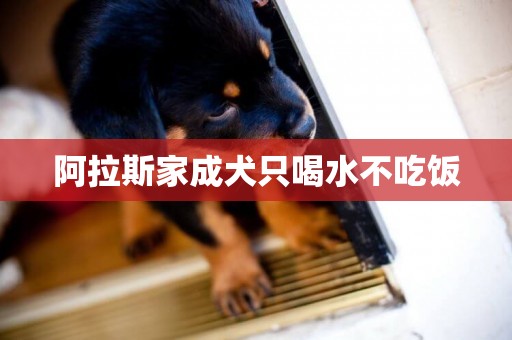阿拉斯家成犬只喝水不吃飯