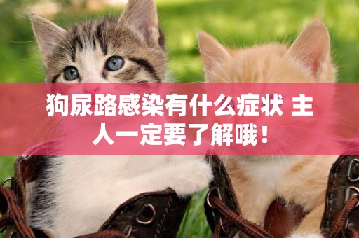 狗尿路感染有什么癥狀 主人一定要了解哦！