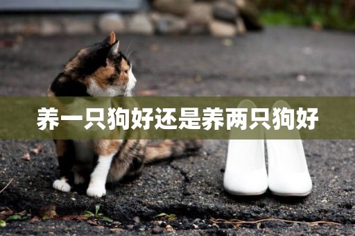 養一只狗好還是養兩只狗好