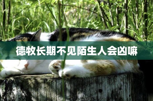 德牧長期不見陌生人會兇嘛