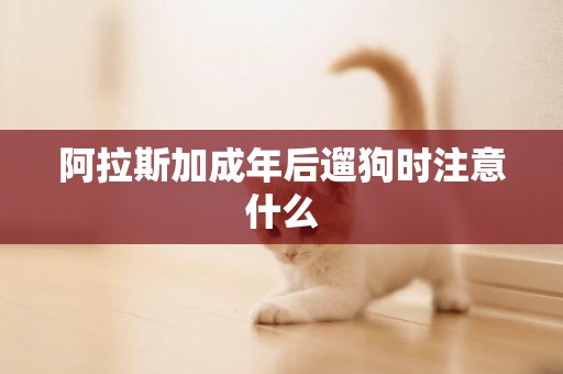 阿拉斯加成年后遛狗時注意什么