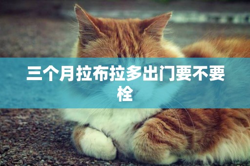 三個月拉布拉多出門要不要栓