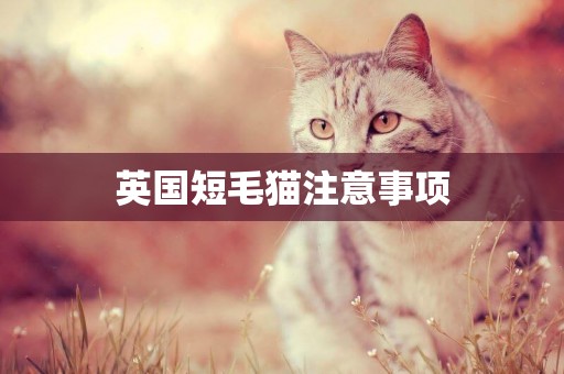 英國短毛貓注意事項
