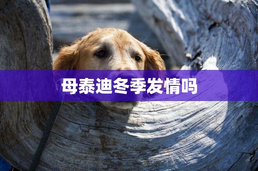 母泰迪冬季發情嗎