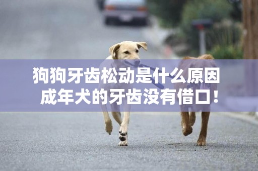 狗狗牙齒松動是什么原因 成年犬的牙齒沒有借口！