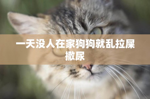 一天沒人在家狗狗就亂拉屎撒尿