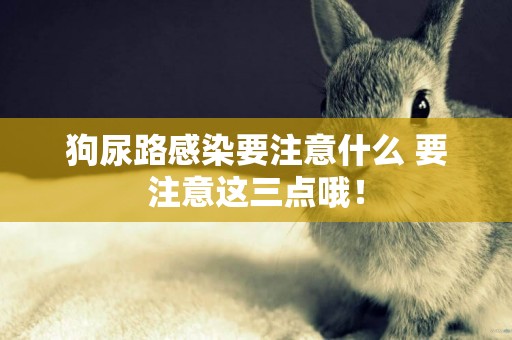 狗尿路感染要注意什么 要注意這三點哦！