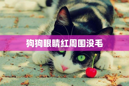 狗狗眼睛紅周圍沒毛