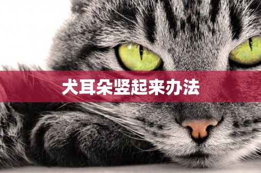 犬耳朵豎起來辦法