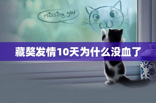 藏獒發情10天為什么沒血了