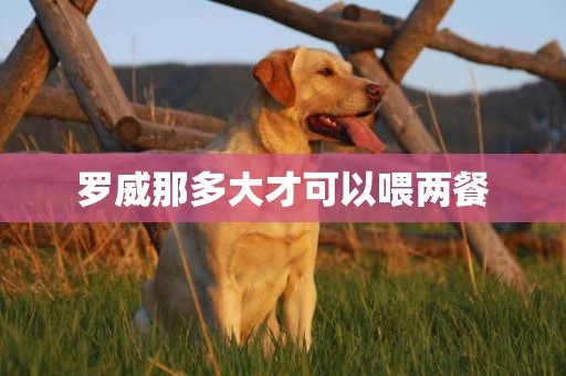 羅威那多大才可以喂兩餐