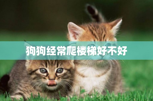 狗狗經常爬樓梯好不好