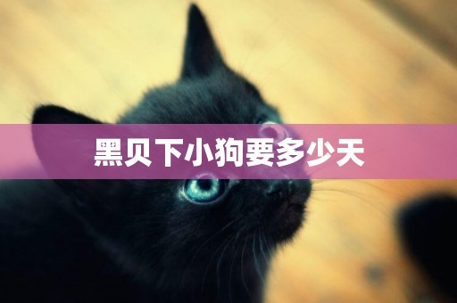 黑貝下小狗要多少天