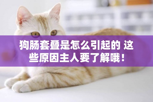 狗腸套疊是怎么引起的 這些原因主人要了解哦！