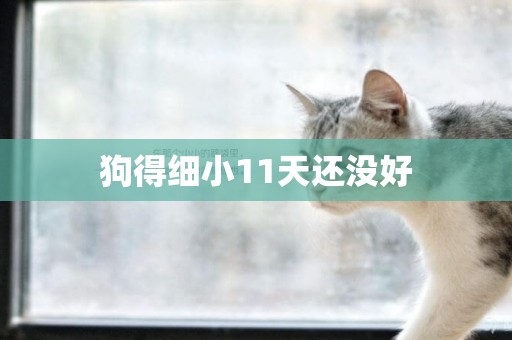 狗得細小11天還沒好