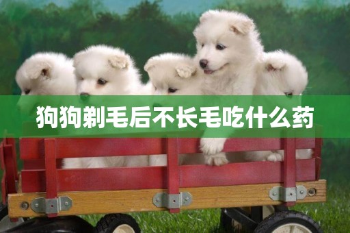 狗狗剃毛后不長毛吃什么藥