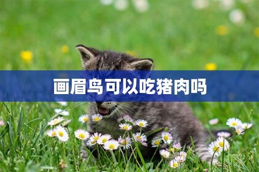 畫眉鳥可以吃豬肉嗎
